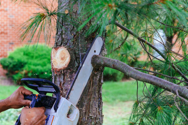 Best Tree Cutting Near Me  in Mbria, CA